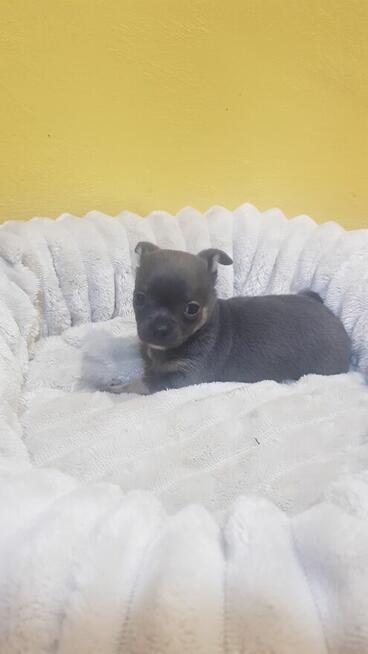 Śliczny Piesek chihuahua okolice Warszawy