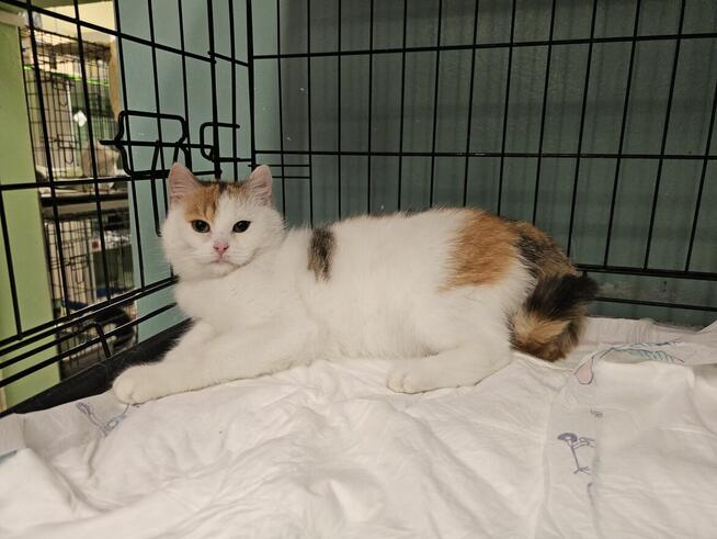 Puszysta kicia prosi o bezpieczny kąt