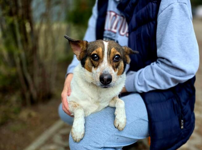 Pikusia-delikatna, nieśmiała suczka czeka na wyrozumiały dom