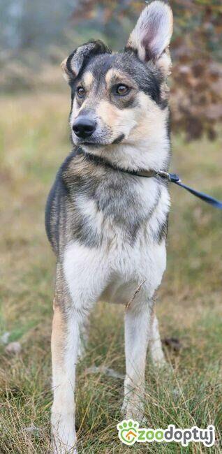 FRED - rok po adopcji Pan oddał mnie jak zbędną rzecz...