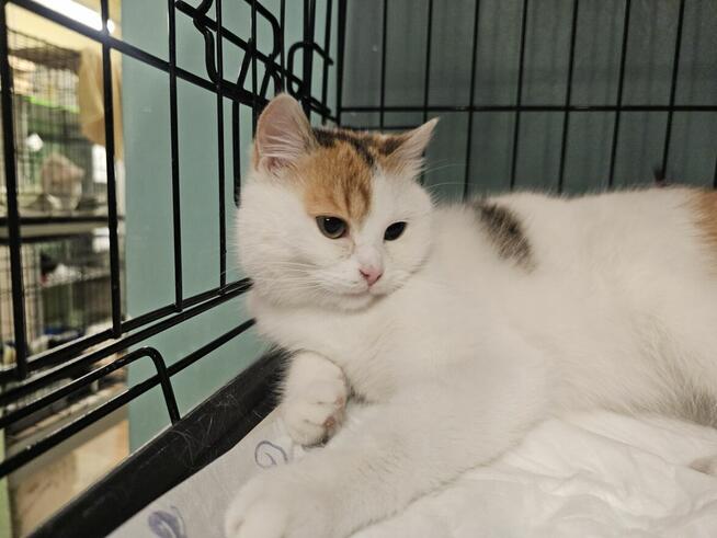 Puszysta kicia prosi o bezpieczny kąt