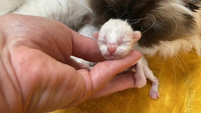 Małe kotki Ragdoll FPL