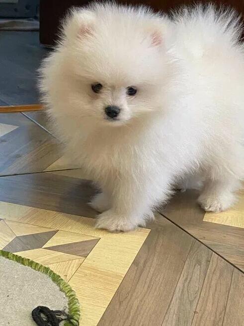 SZPIC MINIATUROWY POMERANIAN PIĘKNY BIAŁY MALUTKI PIESEK