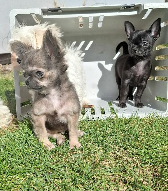 Chihuahua śliczny lila tan samczyk długowłosy