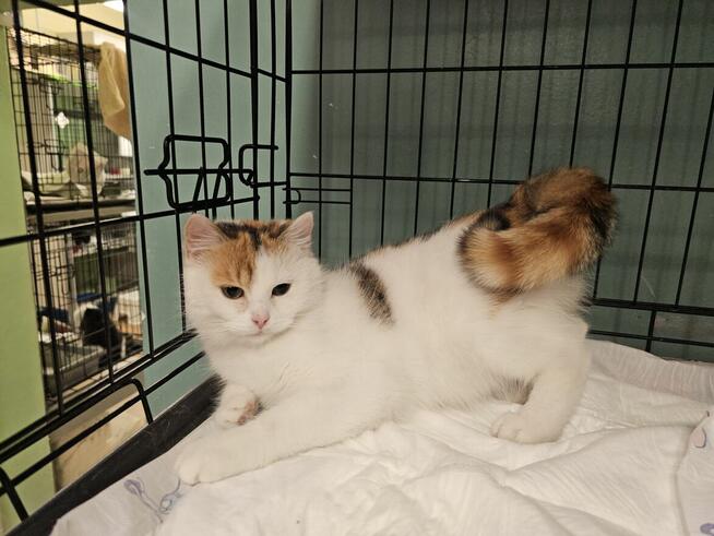 Puszysta kicia prosi o bezpieczny kąt