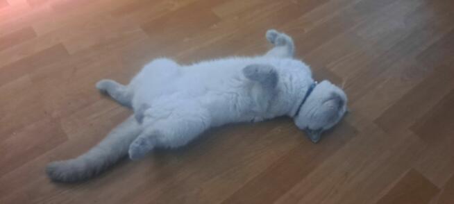 Kot brytyjski - repreduktor