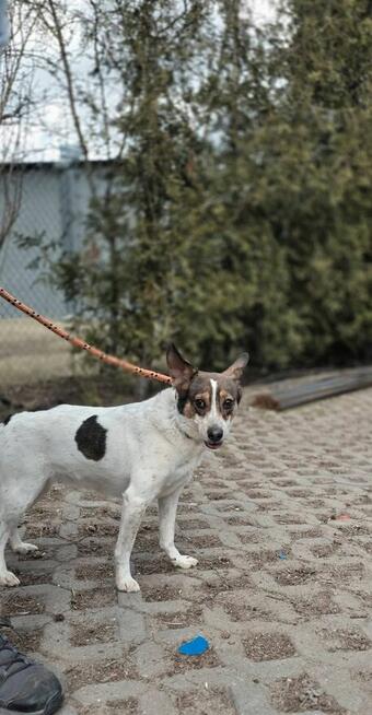 Pikusia-delikatna, nieśmiała suczka czeka na wyrozumiały dom