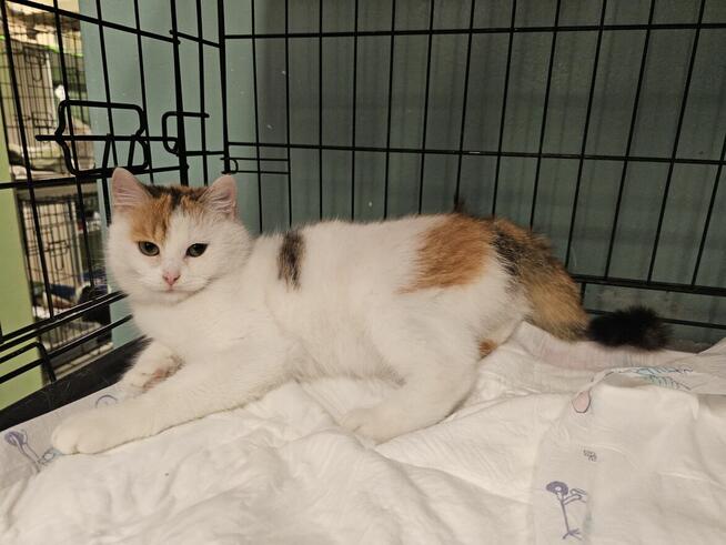 Puszysta kicia prosi o bezpieczny kąt