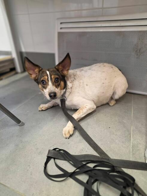 Pikusia-delikatna, nieśmiała suczka czeka na wyrozumiały dom