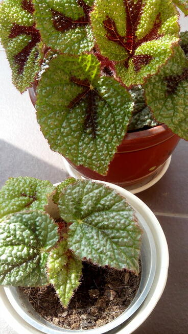 Begonia Silver Jewel-begonia zebra