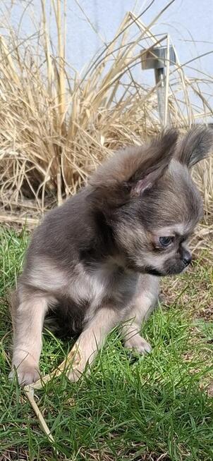 Chihuahua śliczny lila tan samczyk długowłosy