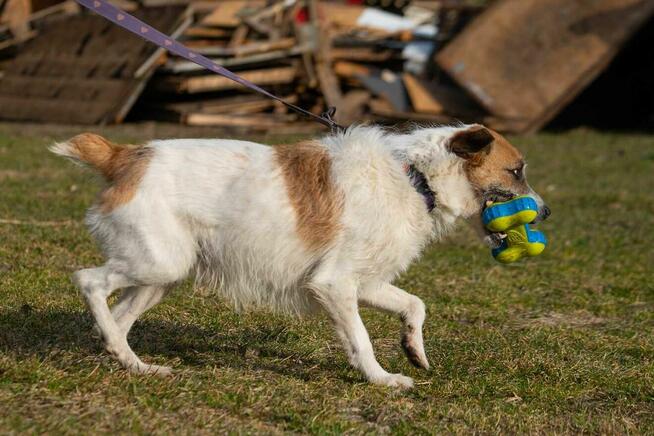 terier szorstkowłosy szuka domu -schronisko Zgierz-aktualne