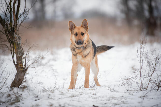 Mona - młoda, wesoła suka w typie ON szuka domu!