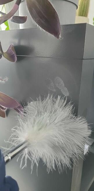 Praktyki dla Studentów + Szkolenia Premium