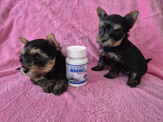 YorkShire Terrier - szczenięta