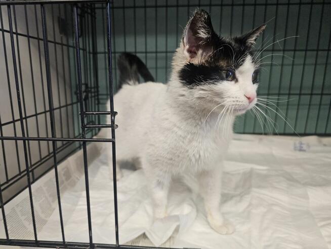 Urocza oswojona młoda kotka!