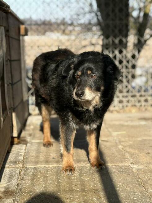 Dżeki - łagodny, spokojny, niekonfliktowy psiak