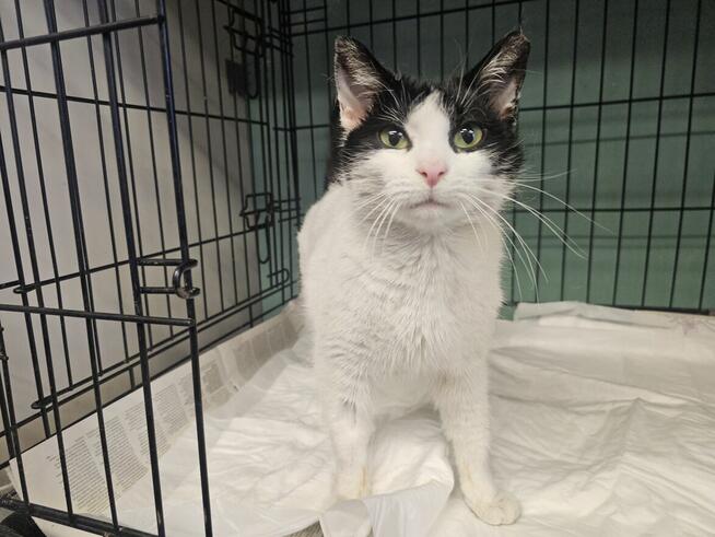 Urocza oswojona młoda kotka!