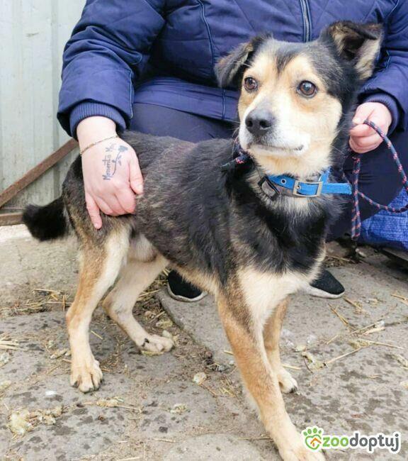 LESZKO - delikatny, niewielki psiak szuka domu