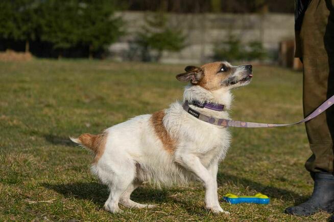 terier szorstkowłosy szuka domu -schronisko Zgierz-aktualne