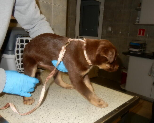 Mała czekoladowa sunia szuka domu