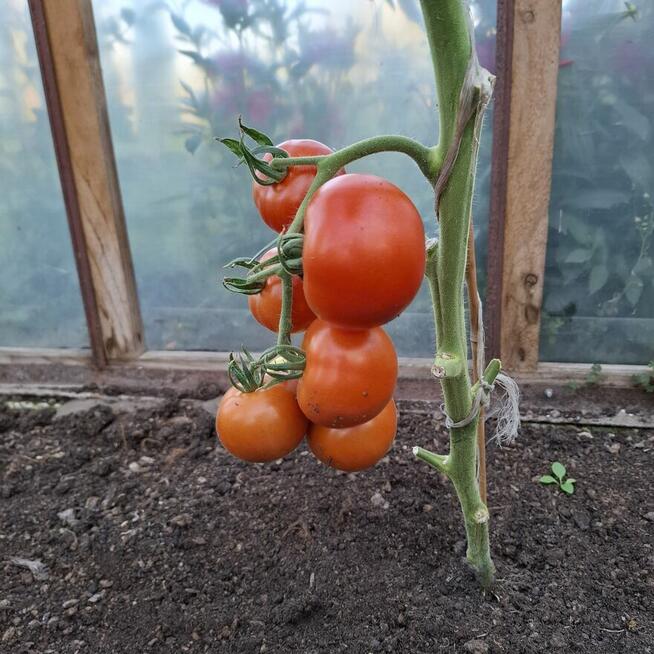 Piękna działka ROD Camping Koszalin