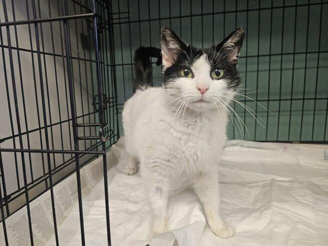 Urocza oswojona młoda kotka!