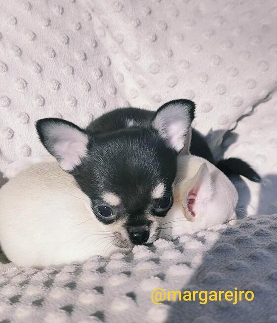Chihuahua piesek tricolor malutki śliczny po Championie FCI