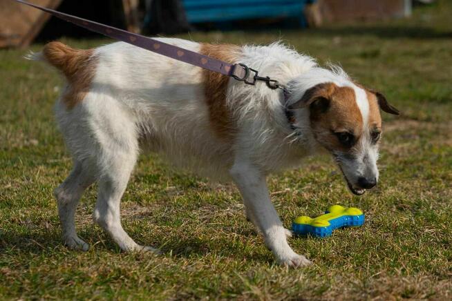 terier szorstkowłosy szuka domu -schronisko Zgierz-aktualne