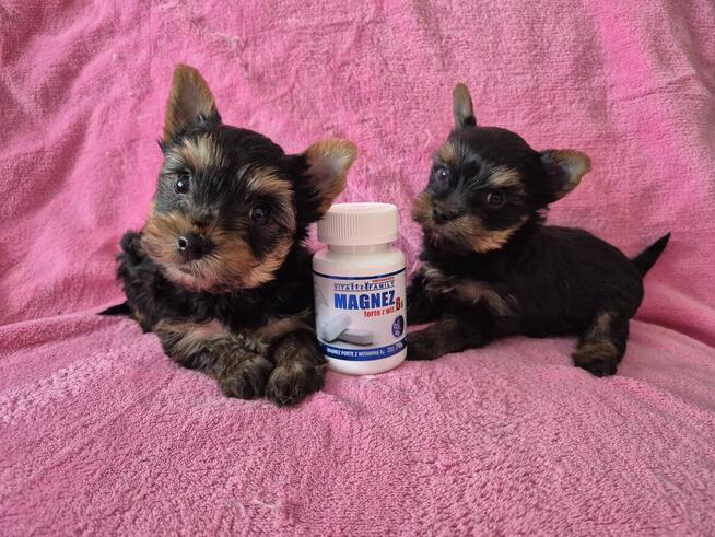 YorkShire Terrier - szczenięta
