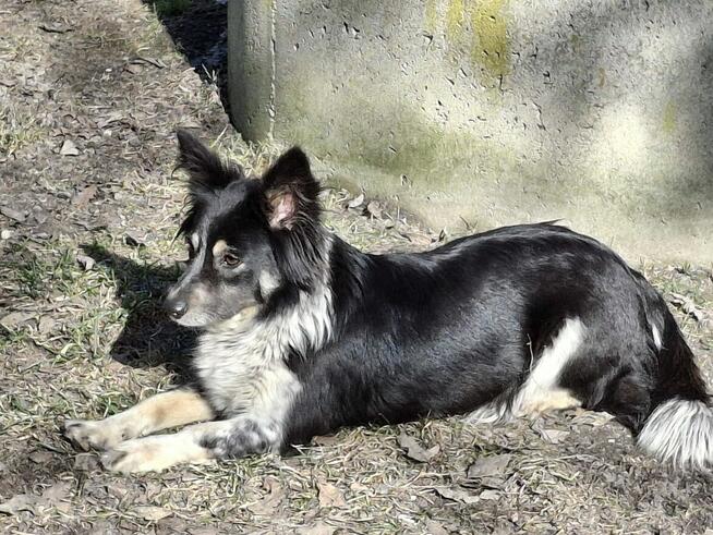 Mary w typie Border Collie czeka na dom