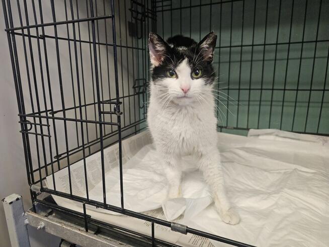 Urocza oswojona młoda kotka!