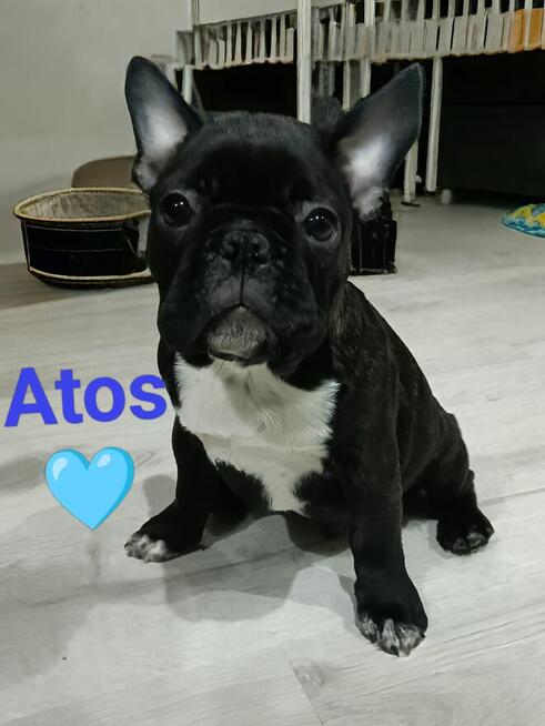 Buldog Francuski szczenięta