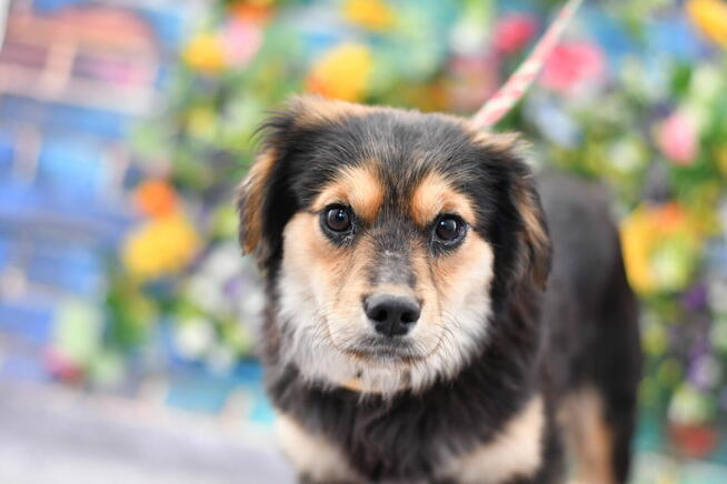 Nieśmiały Marcelek prosi o nową rodzinkę!