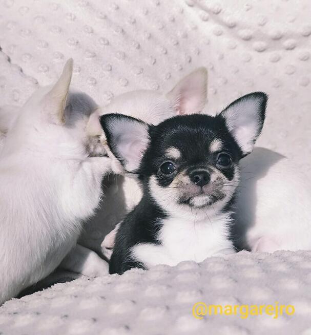 Chihuahua piesek tricolor malutki śliczny po Championie FCI