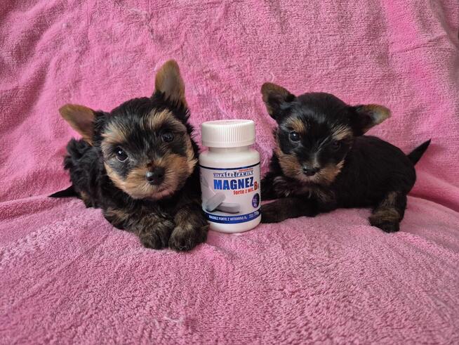 YorkShire Terrier - szczenięta