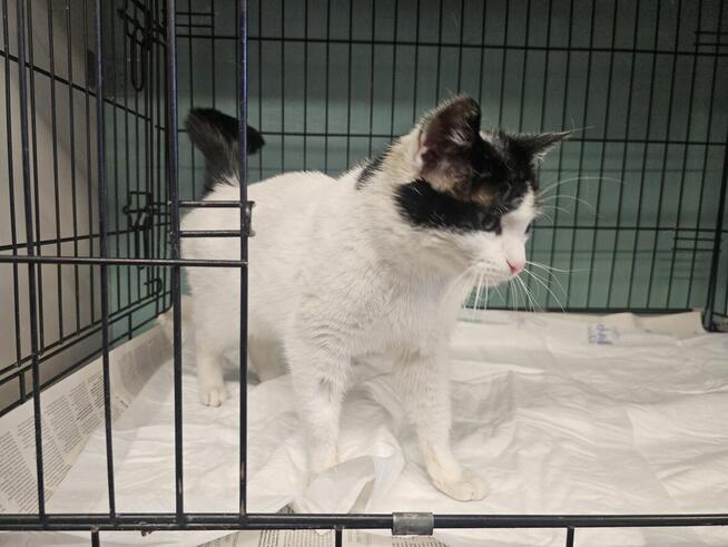 Urocza oswojona młoda kotka!