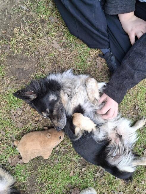 Mary w typie Border Collie czeka na dom