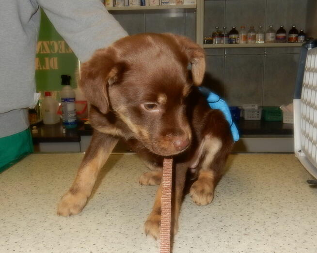 Mała czekoladowa sunia szuka domu