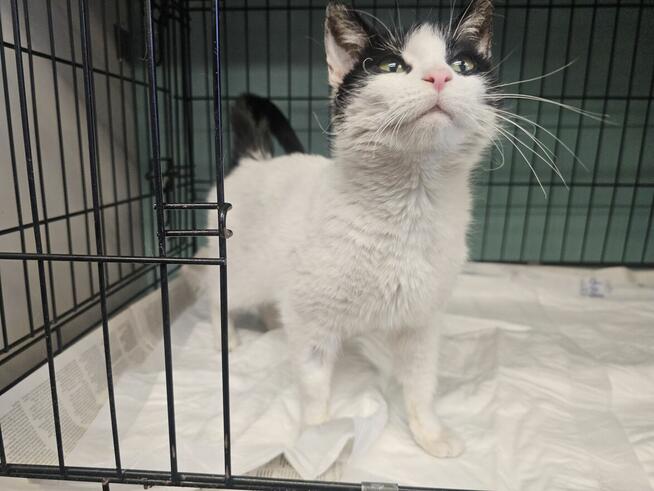 Urocza oswojona młoda kotka!