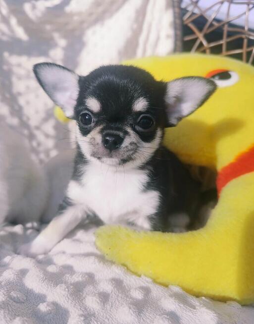 Chihuahua piesek tricolor malutki śliczny po Championie FCI