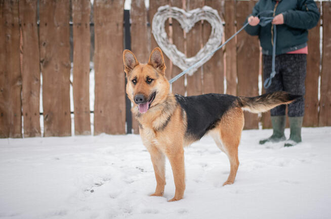 Mona - młoda, wesoła suka w typie ON szuka domu!