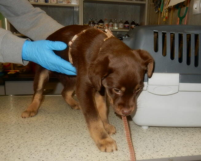 Mała czekoladowa sunia szuka domu