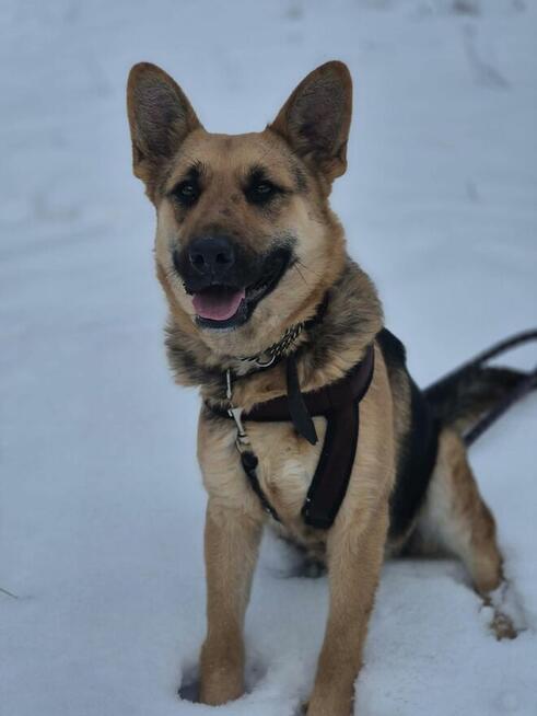 Mona - młoda, wesoła suka w typie ON szuka domu!