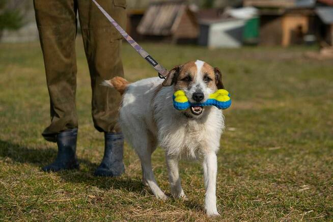 terier szorstkowłosy szuka domu -schronisko Zgierz-aktualne