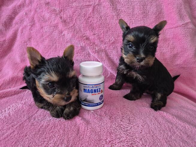 YorkShire Terrier - szczenięta