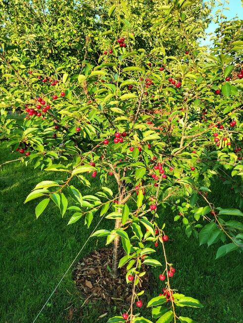 Piękna działka ROD Camping Koszalin