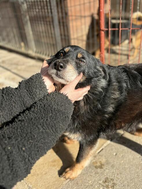 Dżeki - łagodny, spokojny, niekonfliktowy psiak