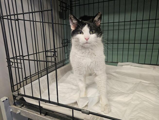 Urocza oswojona młoda kotka!