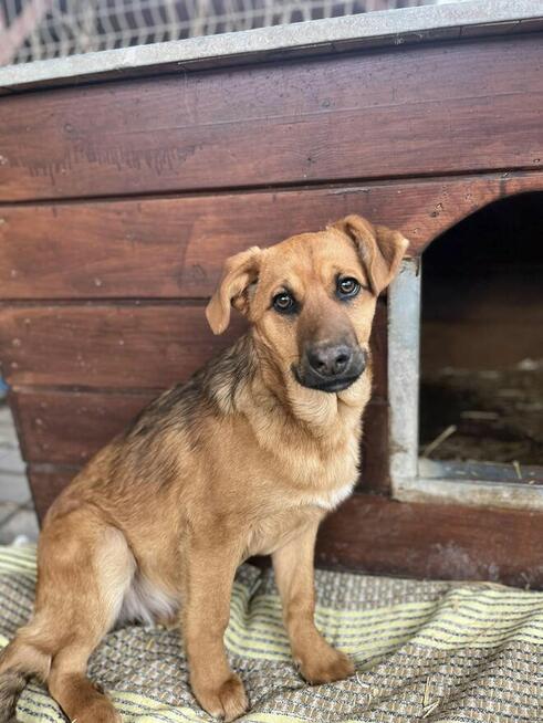 Elois - 4 miesięczna sunia SZCZENIAK szuka domu!